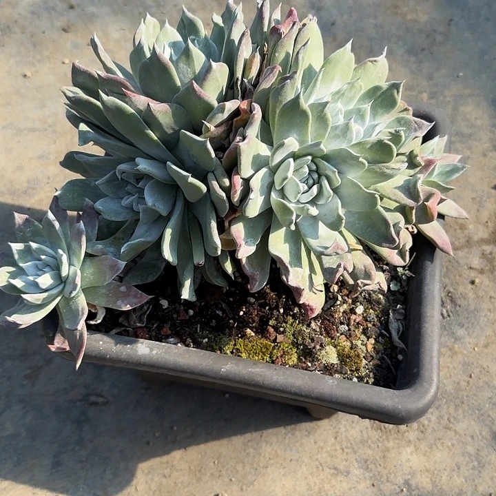 兜***）牡丹苹果叶仙女杯