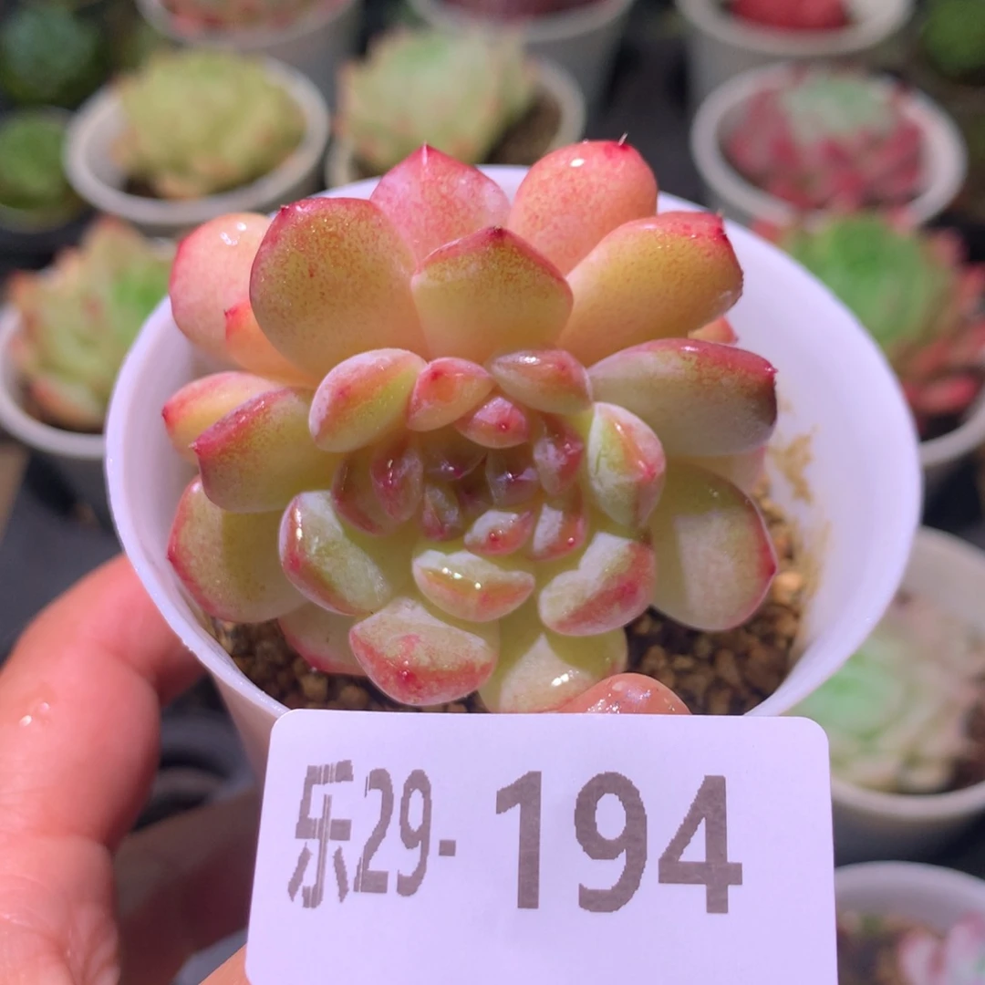 乐然29-194 秋池双头