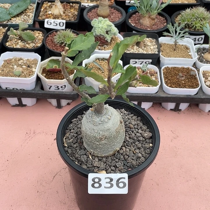 836大火星人块根植物
