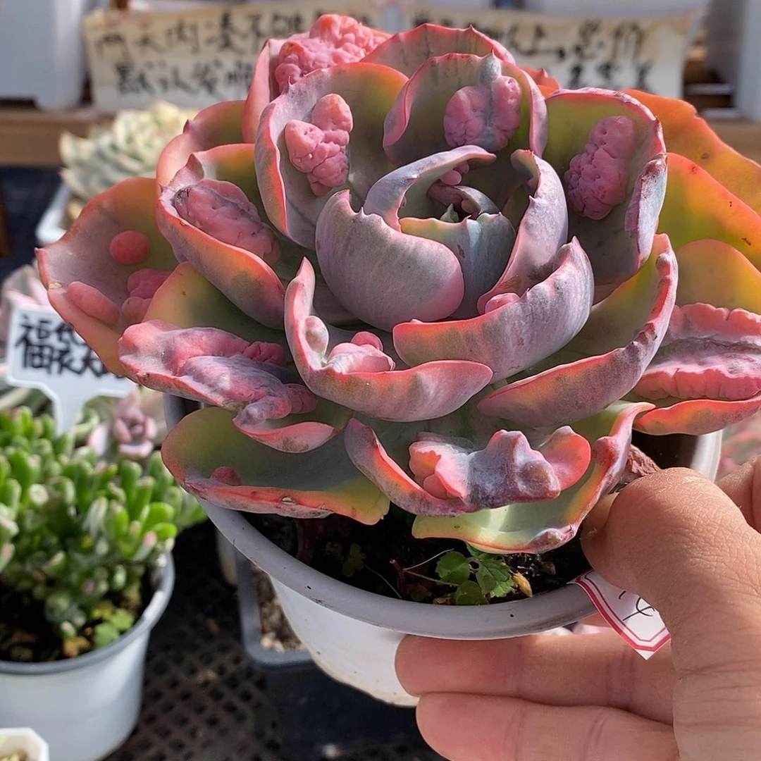 01214 大宝塔锦有杆子