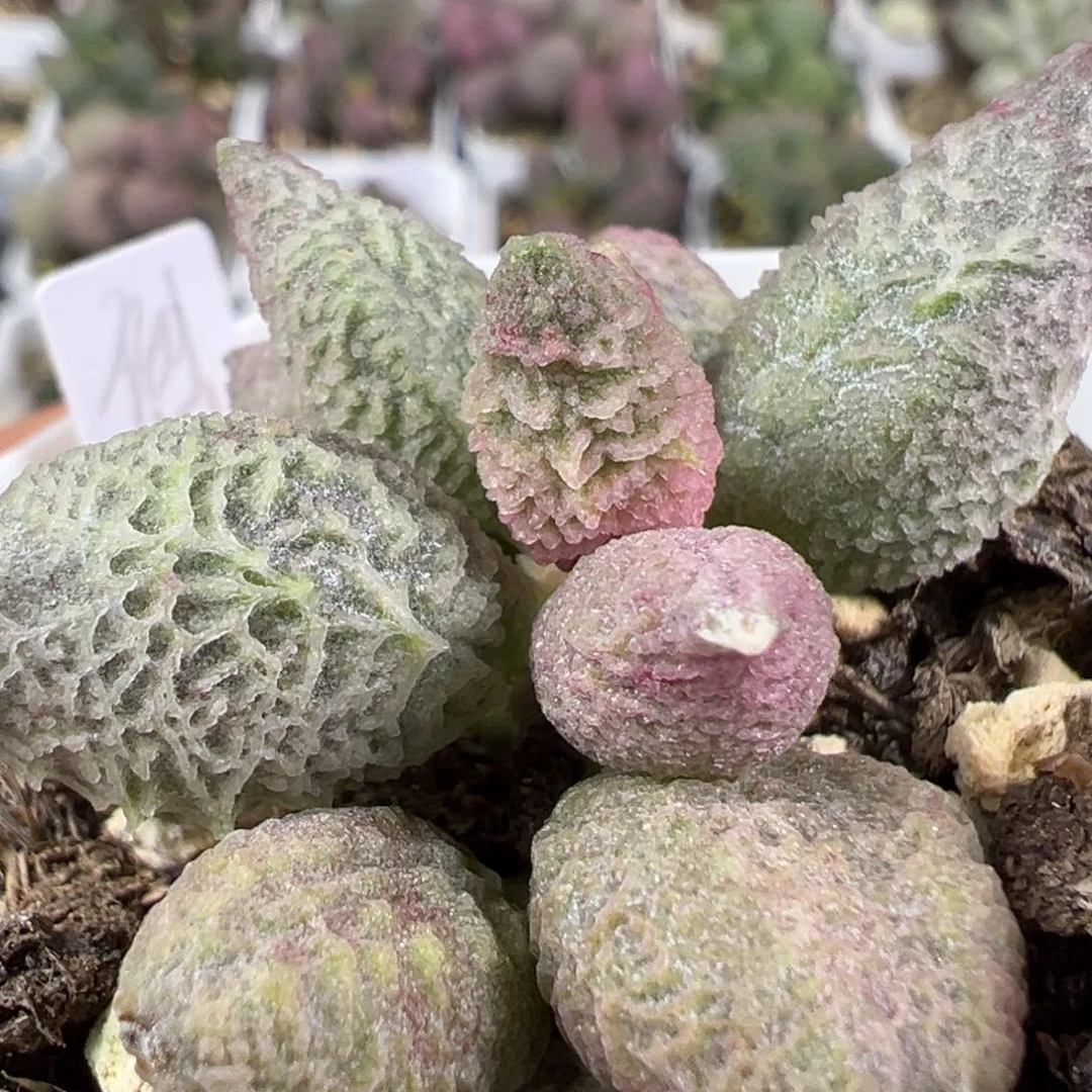 w倒刺多肉植物水泡