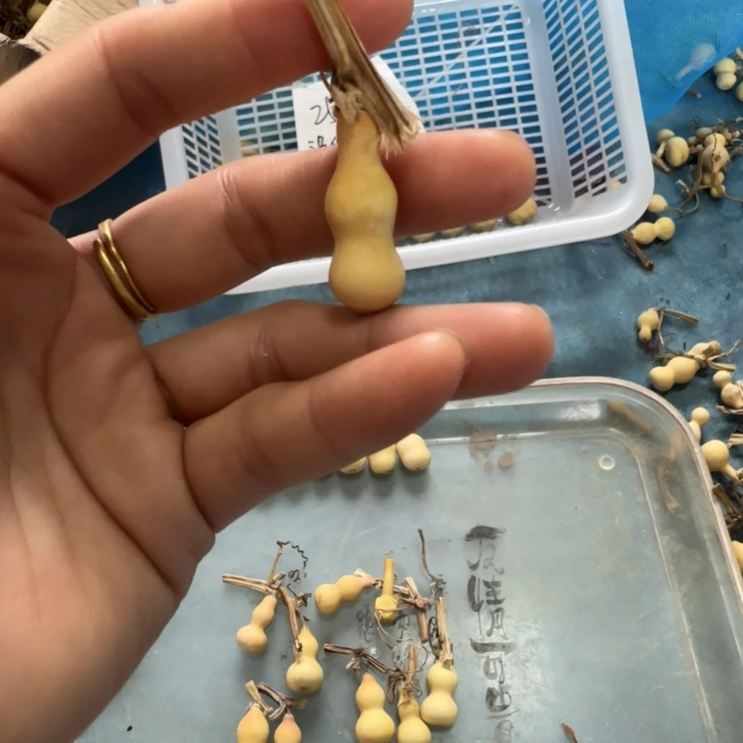 D***⁴打孔不退不换！秒拍秒退拉黑！