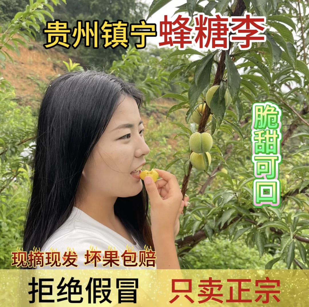 贵州镇宁新鲜现发脆甜多汁蜂糖李