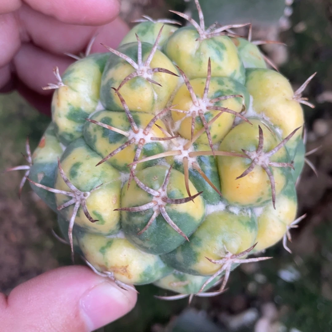 全部花朵象牙丸锦 仙人球