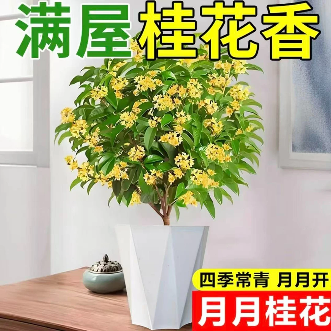 【四季桂花】四季桂月月桂浓香型花卉四季常青适合室外种植好养活九