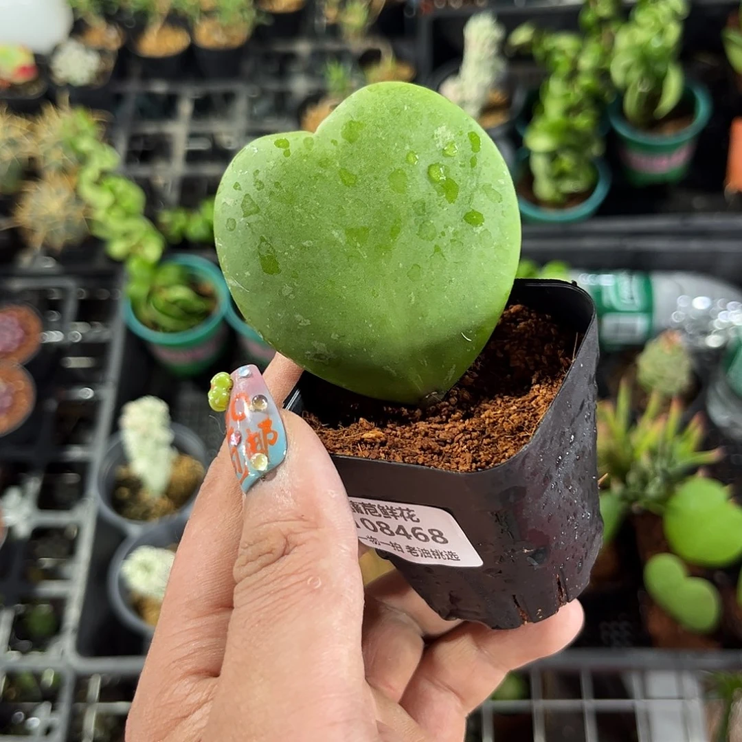 涂****e108468一物一拍单头发货