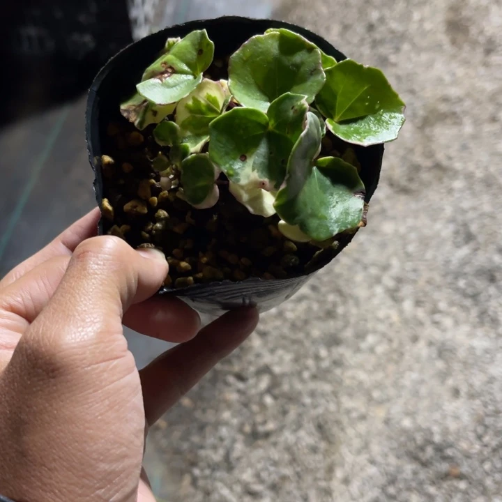 L***'完全开放盆栽植物