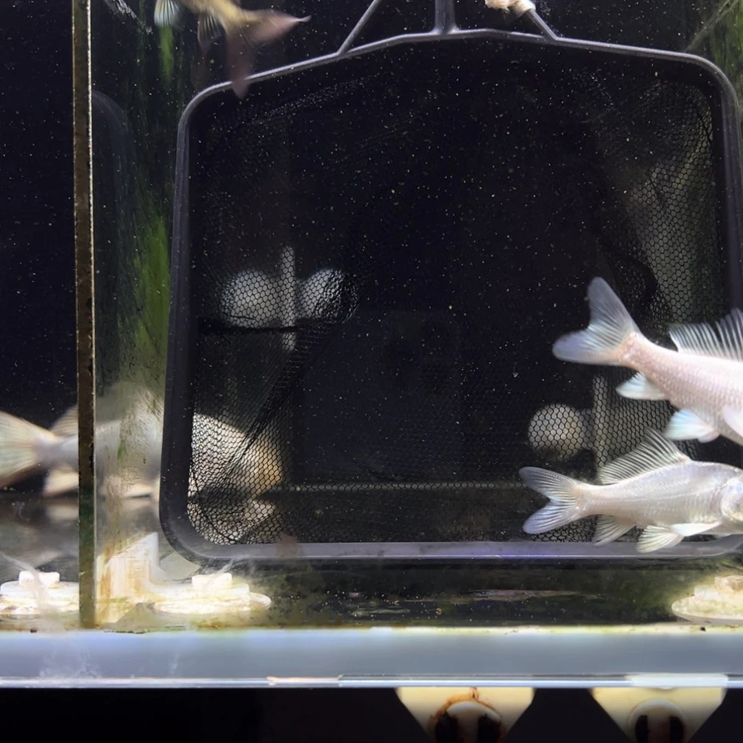 蝴蝶鲤用****4蝴蝶鲤