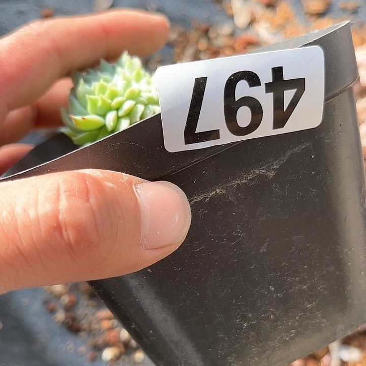 ?**?多肉植物一物一拍