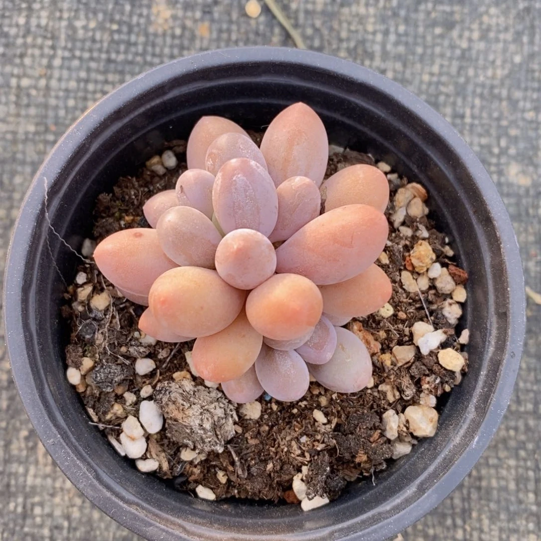 可问主播品种，下滑链接更多品种多肉选择_