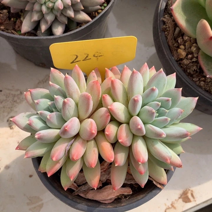 多替坠物73737273737