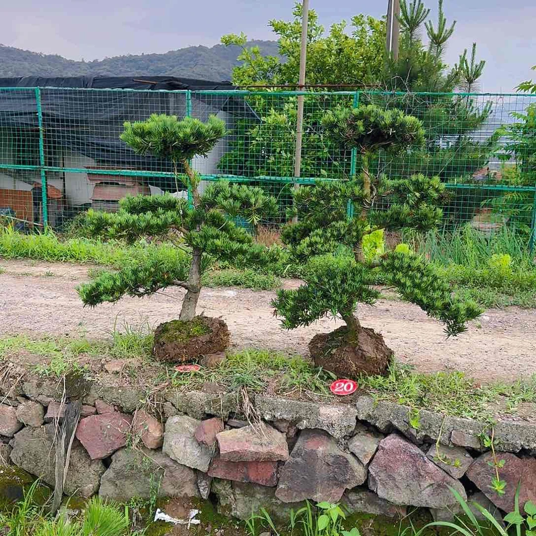 无花朵付****！罗汉松盆景艺术