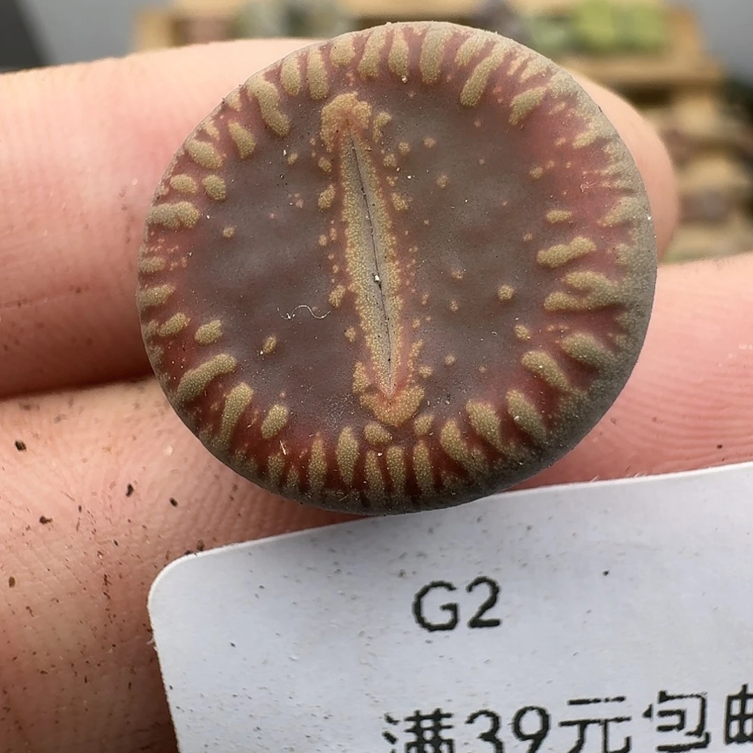 2多肉哈哈哈哈哈哈哈