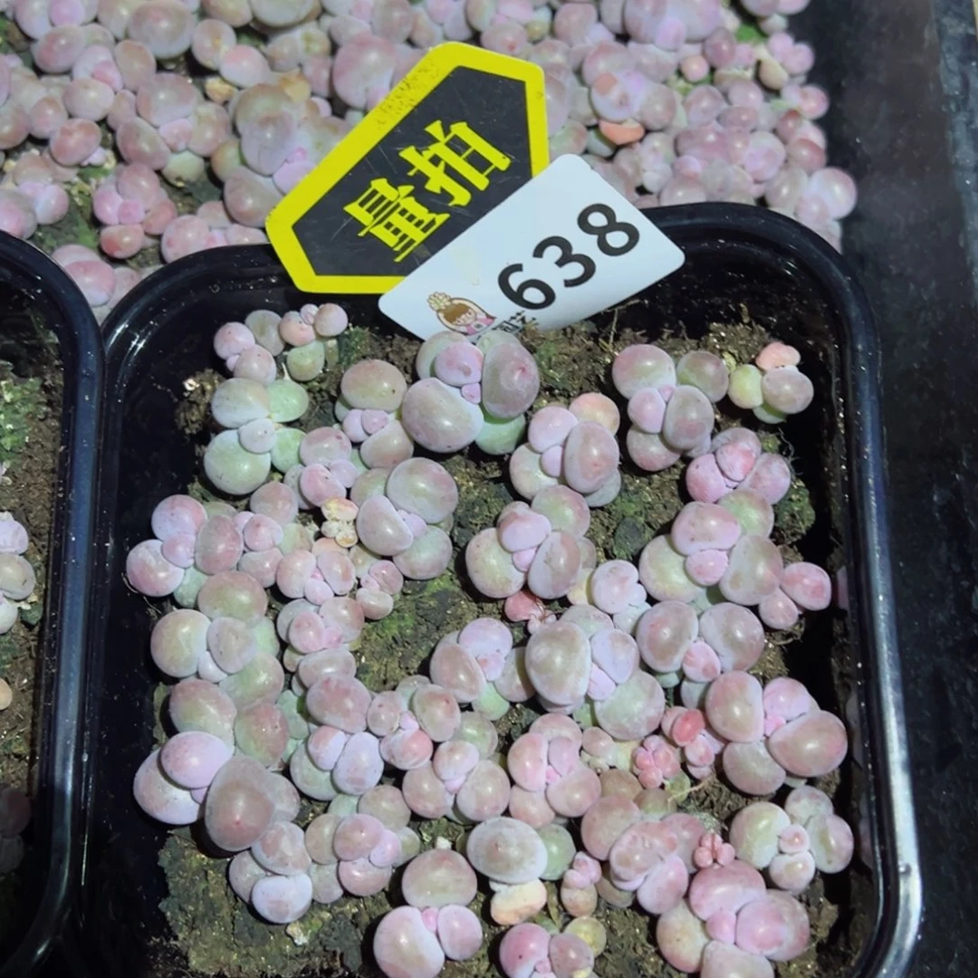 多肉植物多肉植物