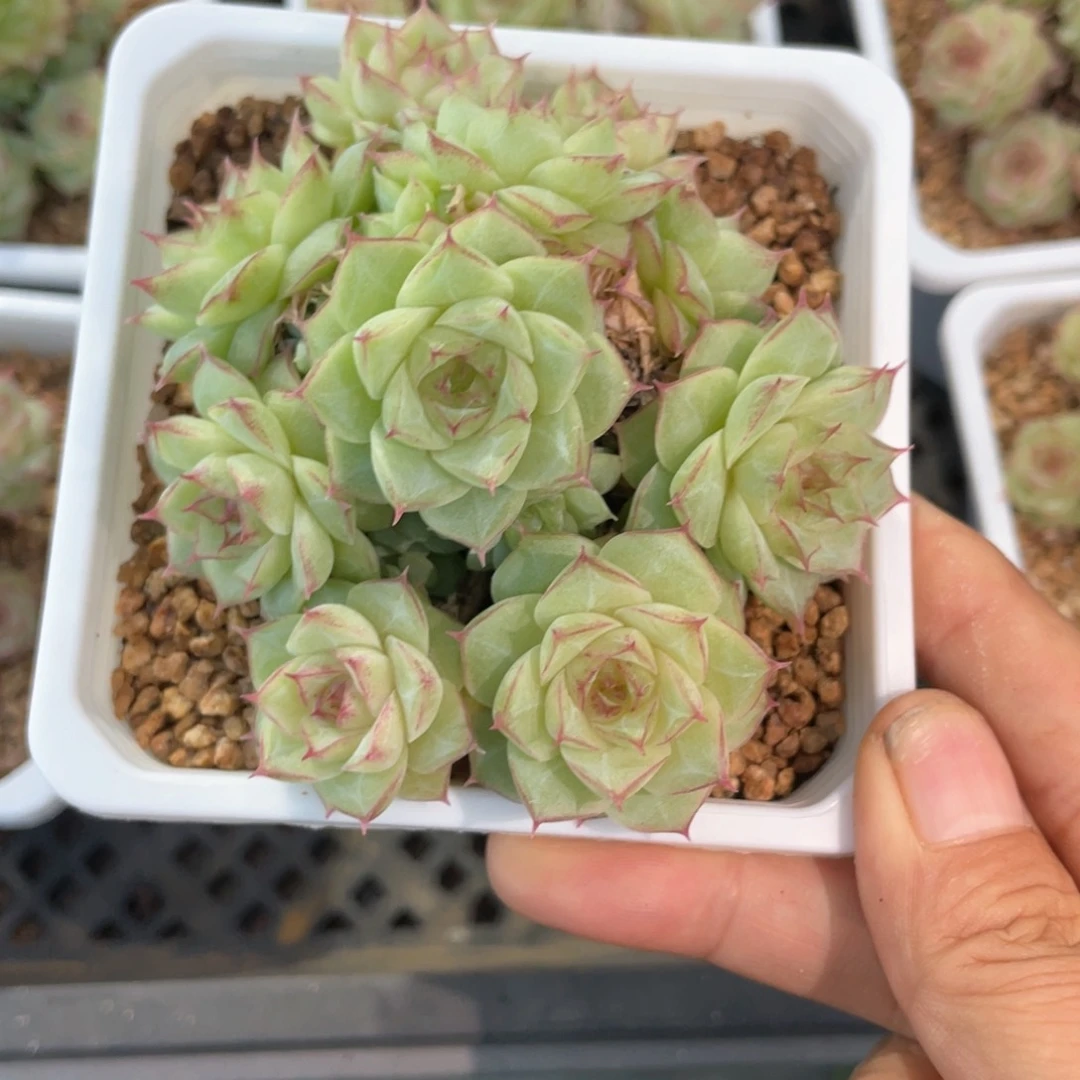 优选情人麦杆1070