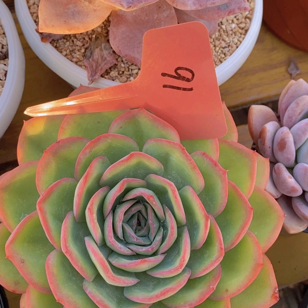 精品多肉，一物一拍，看准下单