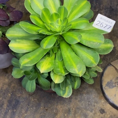 翡翠琉璃多肉植物 2677