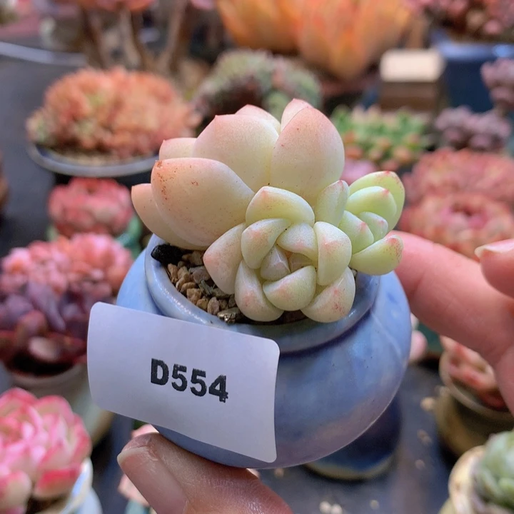 一物一拍含盆土满38包邮D554