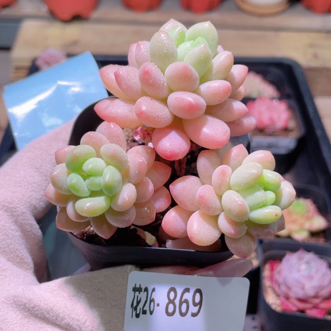 花利美26-869洛可可