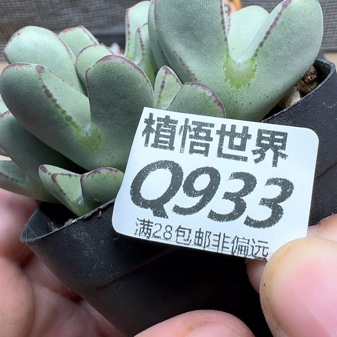 多肉植物的润泽和df