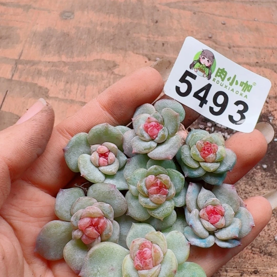 小****多肉植物多肉植物