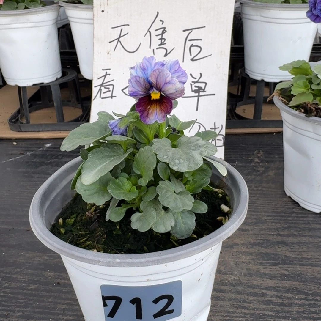 全部花朵712号江源