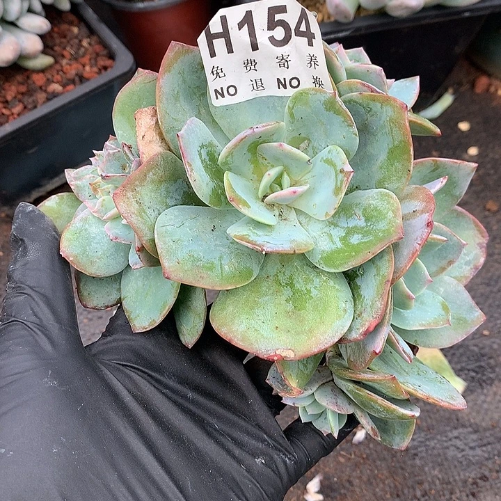 白凤朵朵缀 非偏远38包邮节后发