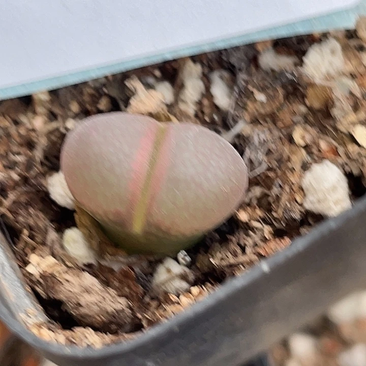 27-85风铃多肉植物
