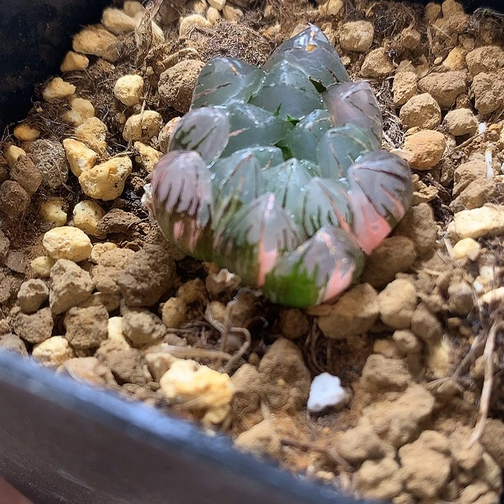 水晶灯玉露锦带盆土偶