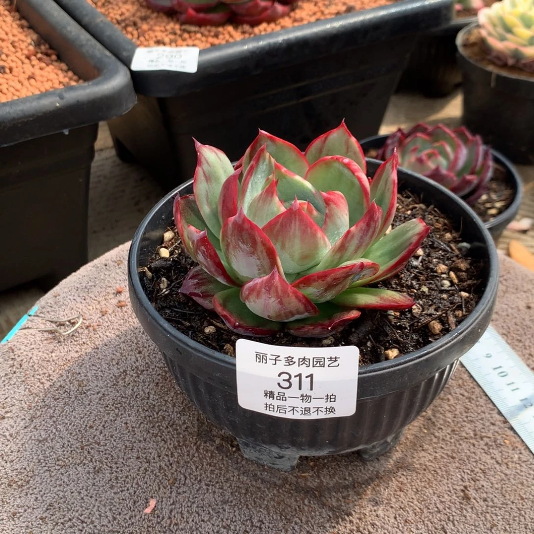 311惊鸿宽叶拉丝外翻。尺寸10。多肉植物