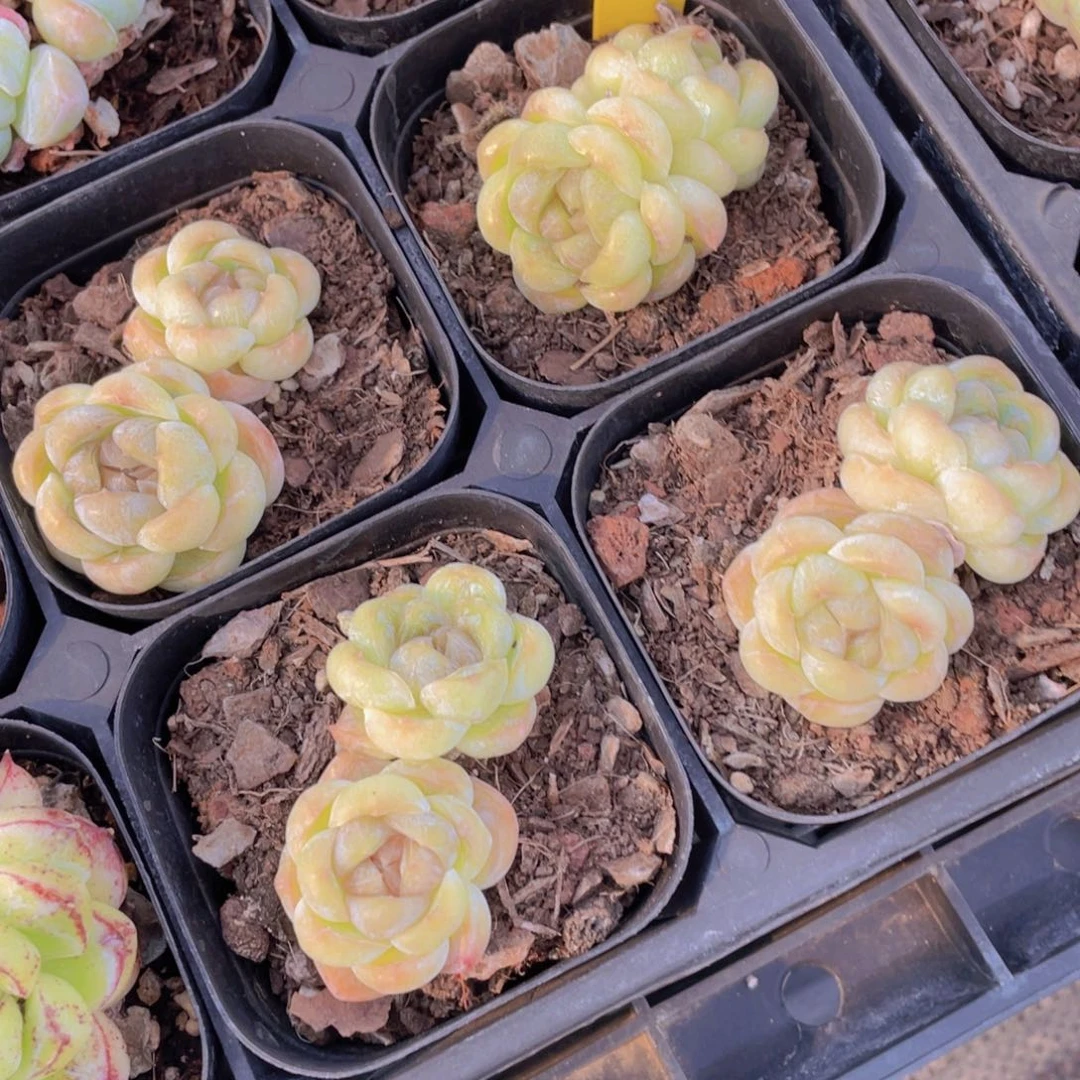 403号 焦糖玛奇朵双头一个