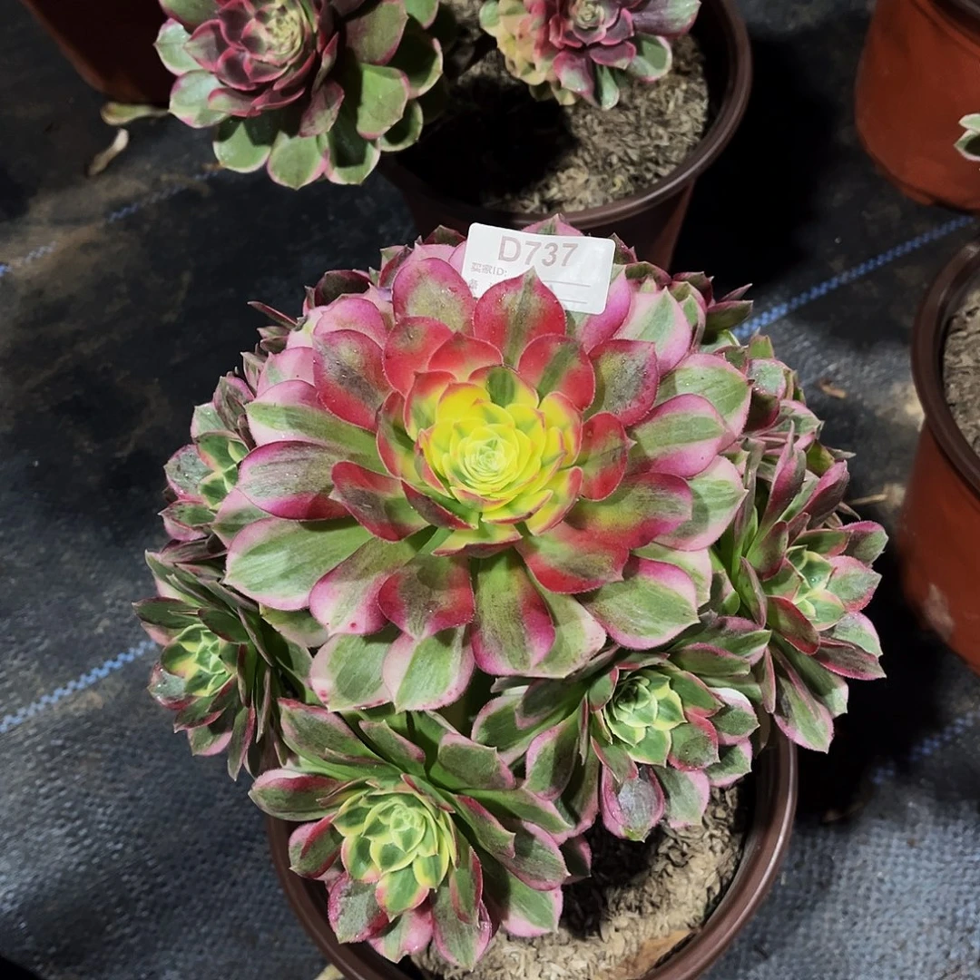 多肉植物737海鲜法师