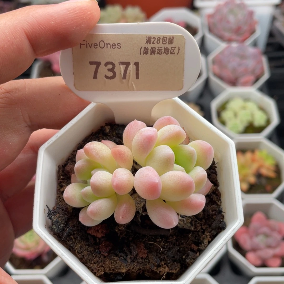 奶糖7371-5.0厘米