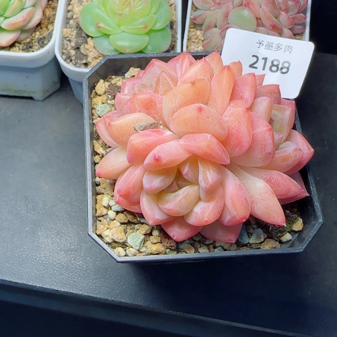 蜜桃群，2188多肉植物