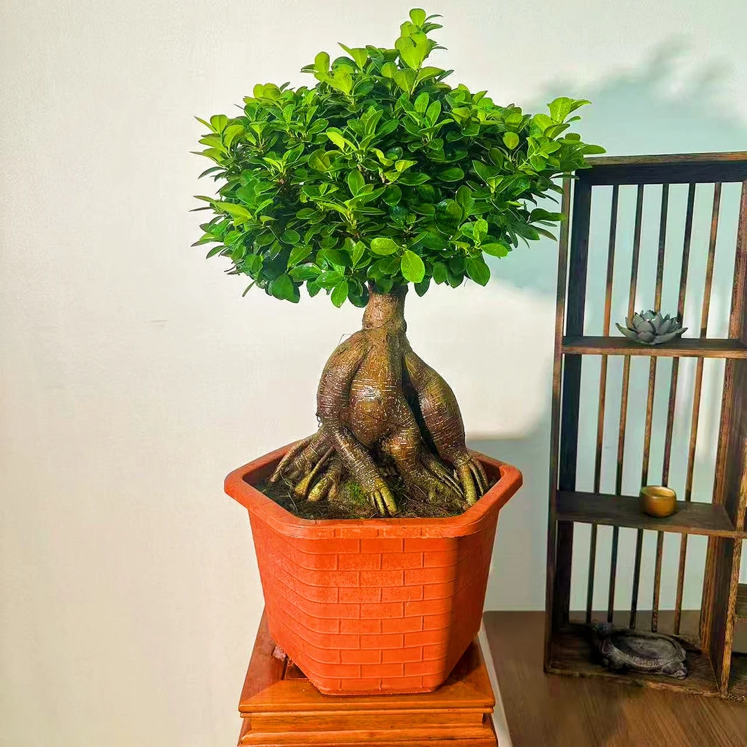 怪根矮霸高山白皮榕树老桩盆景室内室外好养