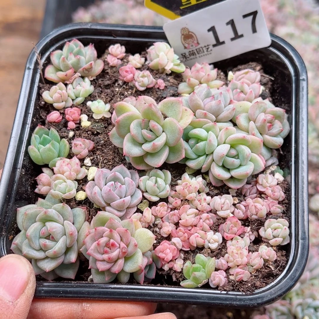 多肉植物多肉植物