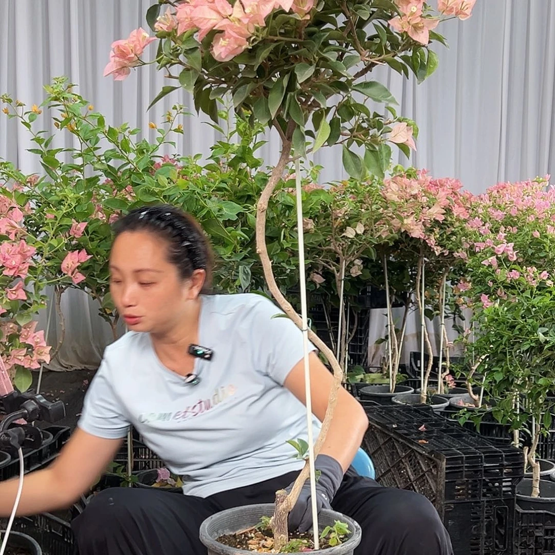 Y***o当前无花栽培后可以开花B10卡亚塔