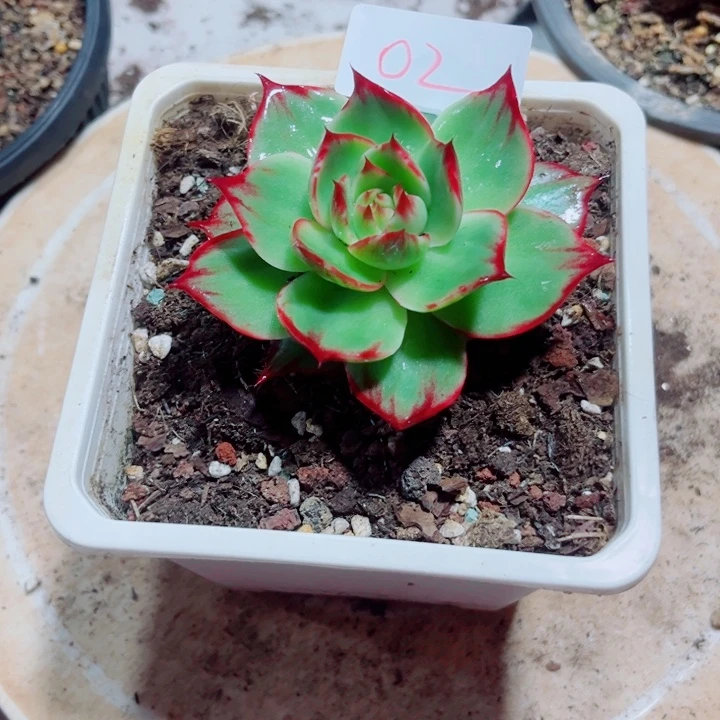 木**昜惊鸿仙子多肉植物02