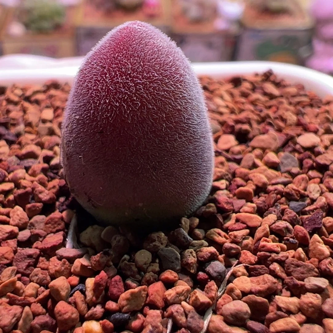 0397，宝辉，肉锥植物