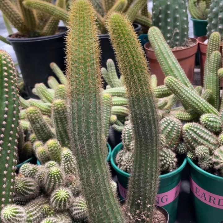 双色金妞自根20公分