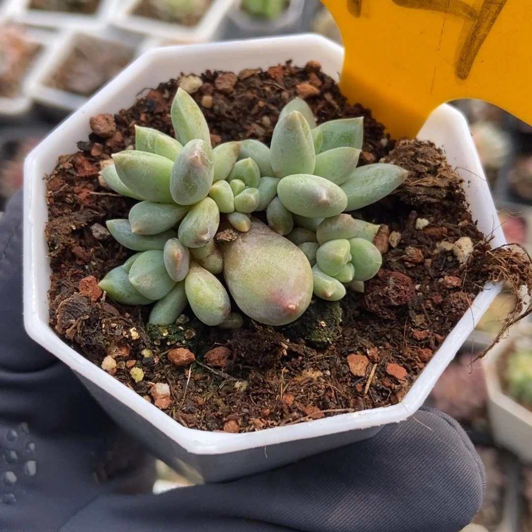 6121伊丽莎白多肉植物保护