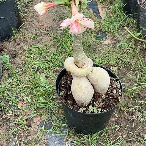 沙漠玫瑰之花盛开