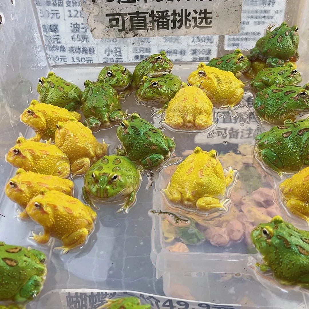 角蛙角蛙变异后代19.9一只包邮