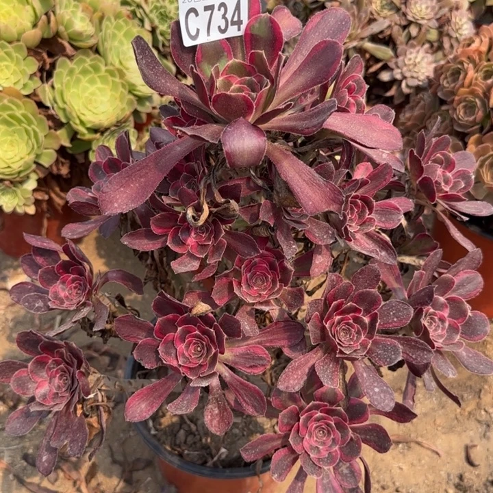 丽娜……多肉植物……