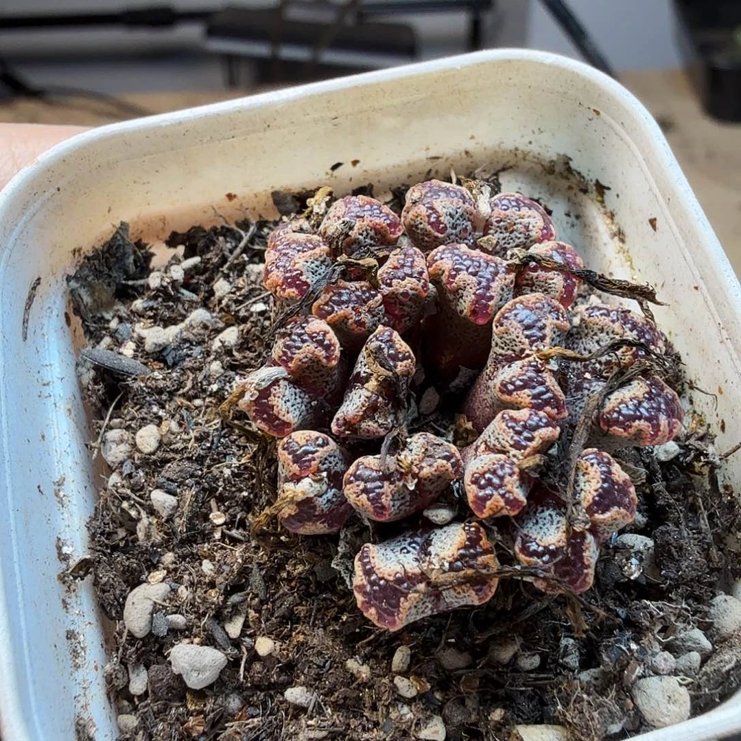 古***者多肉葡萄的季节来163