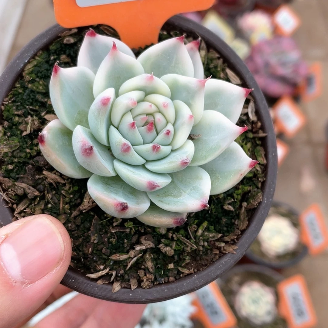 【闪购商品】3号的