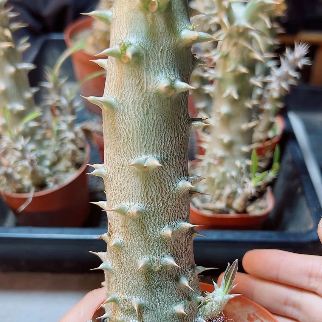 茼蝶春肚子3.5公分