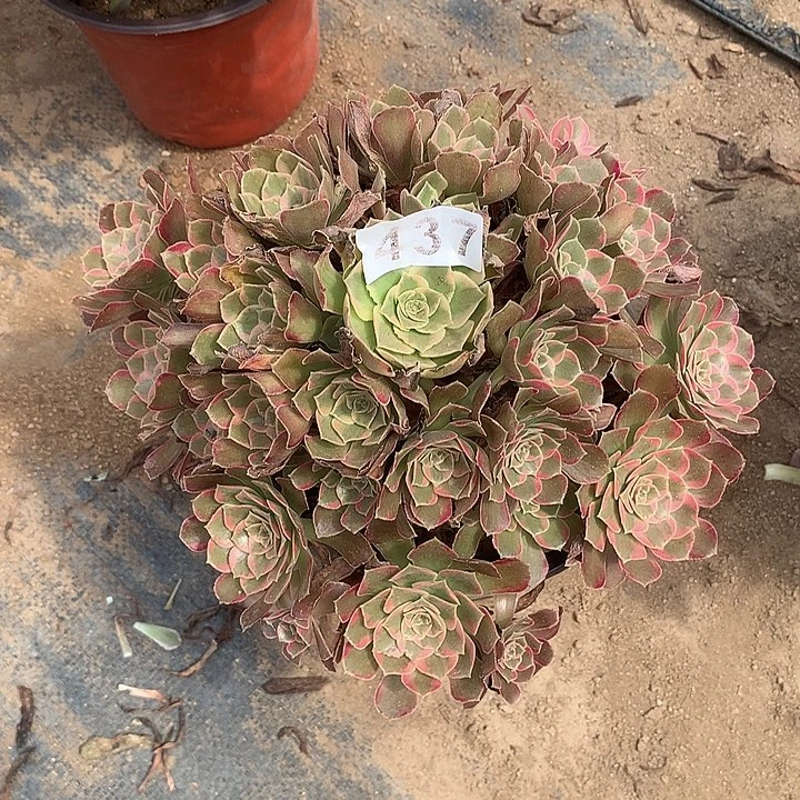 多肉植物安娜437号