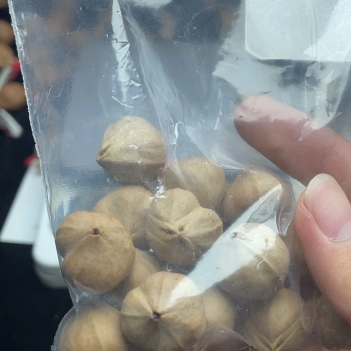 手串/手链橄榄核1.8