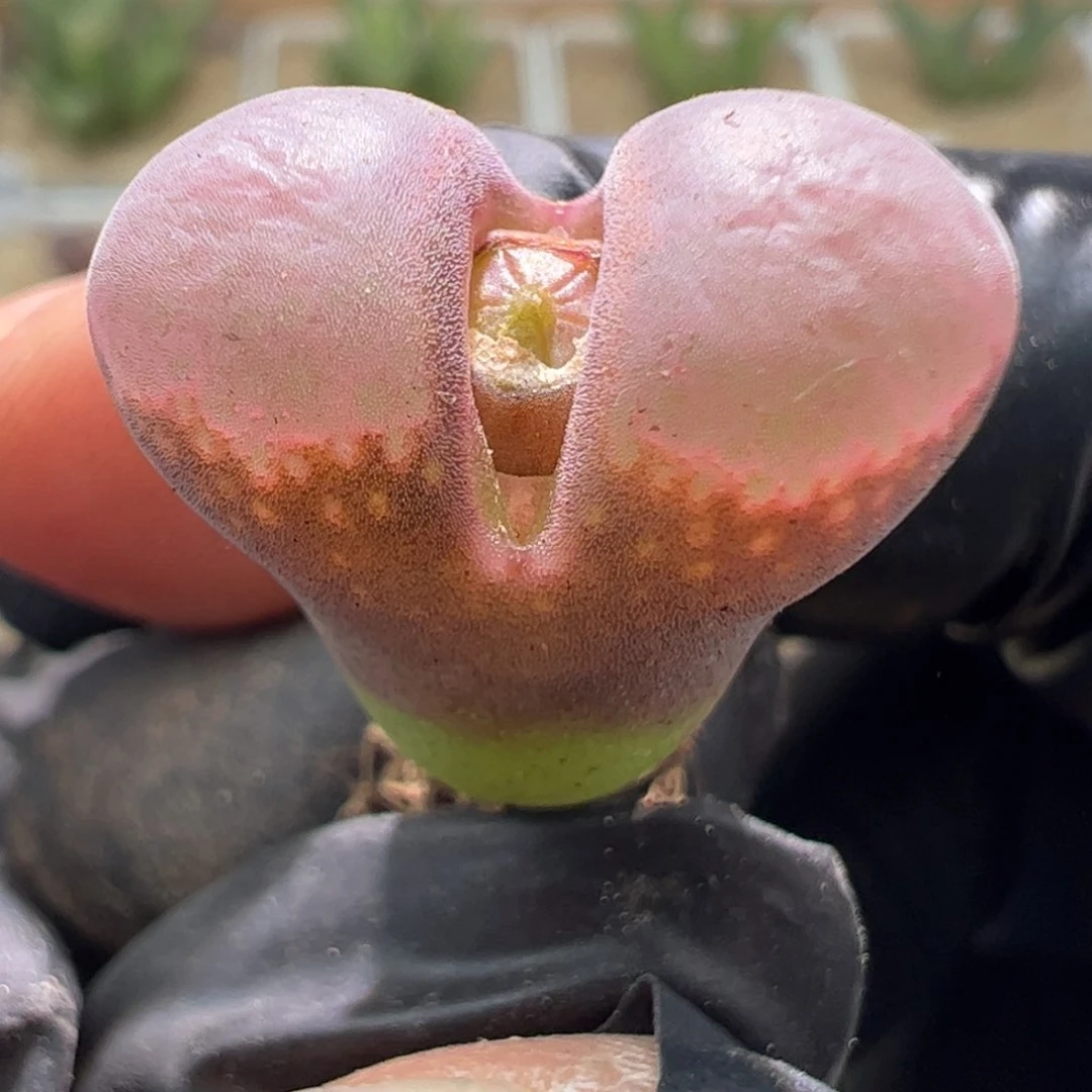 精品特选美风铃一颗30。